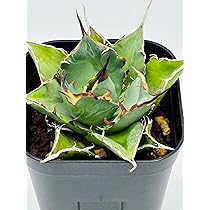 Amazon｜アガベ チタノタ 白鯨/Agave titanota 'White Whale